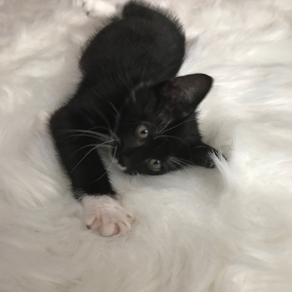 Meet your Posher, Daisy